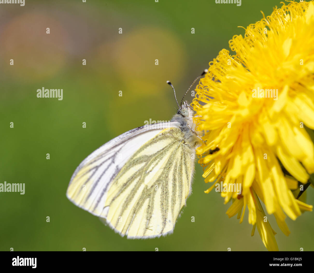 Blanc veiné de vert (Pieris napi) papillon sur fleur de pissenlit. Banque D'Images