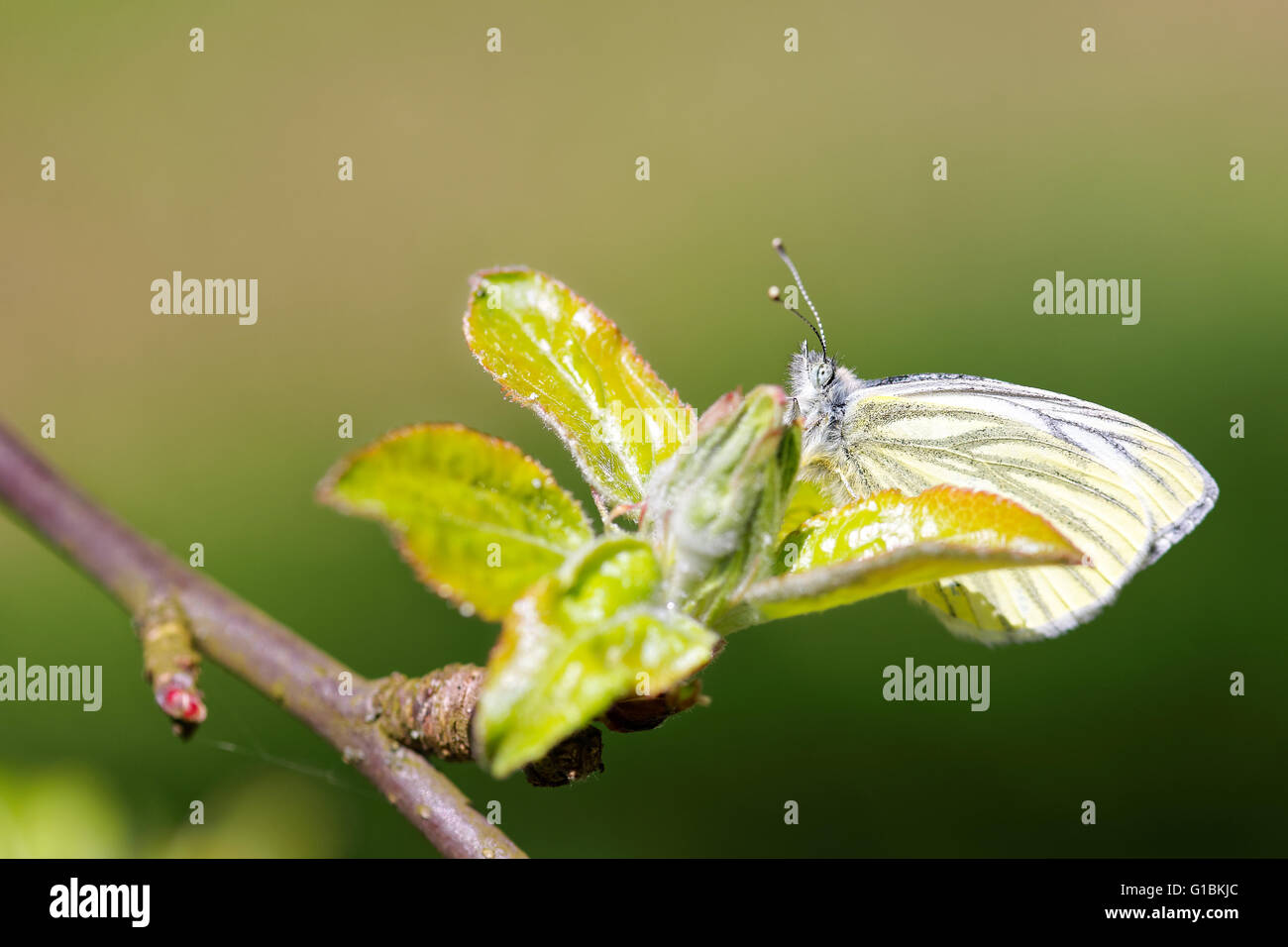 Blanc veiné de vert (Pieris napi) papillon sur aplle-arbre. Banque D'Images