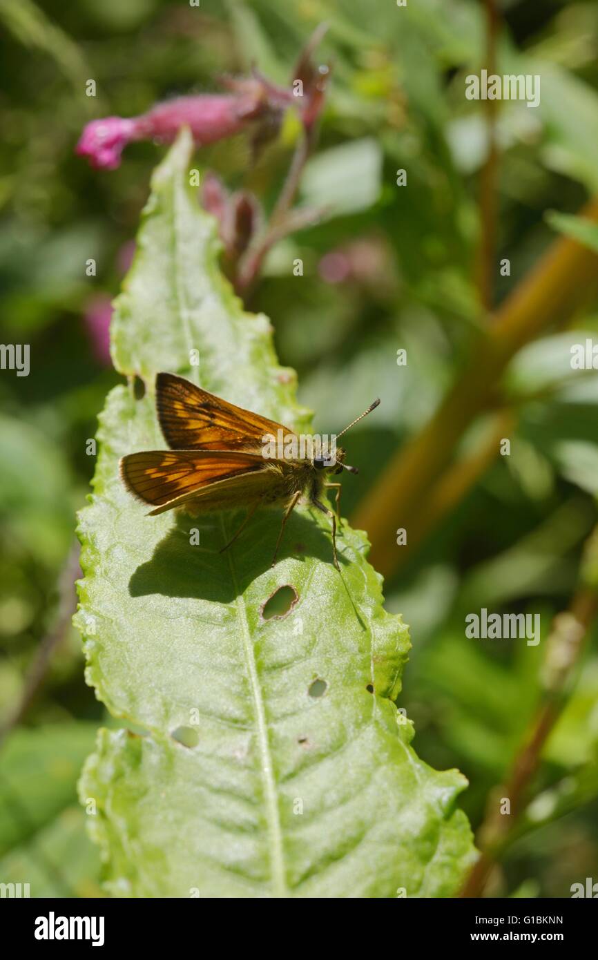 Grand Patron papillon, Ochlodes sylvanu, Pays de Galles, Royaume-Uni Banque D'Images