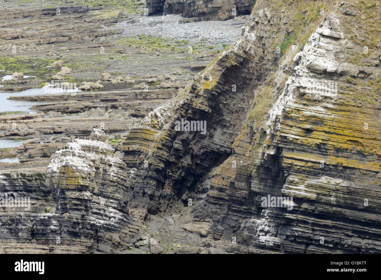 Penderi colonie de cormorans, Ceredigion, pays de Galles, Royaume-Uni Banque D'Images