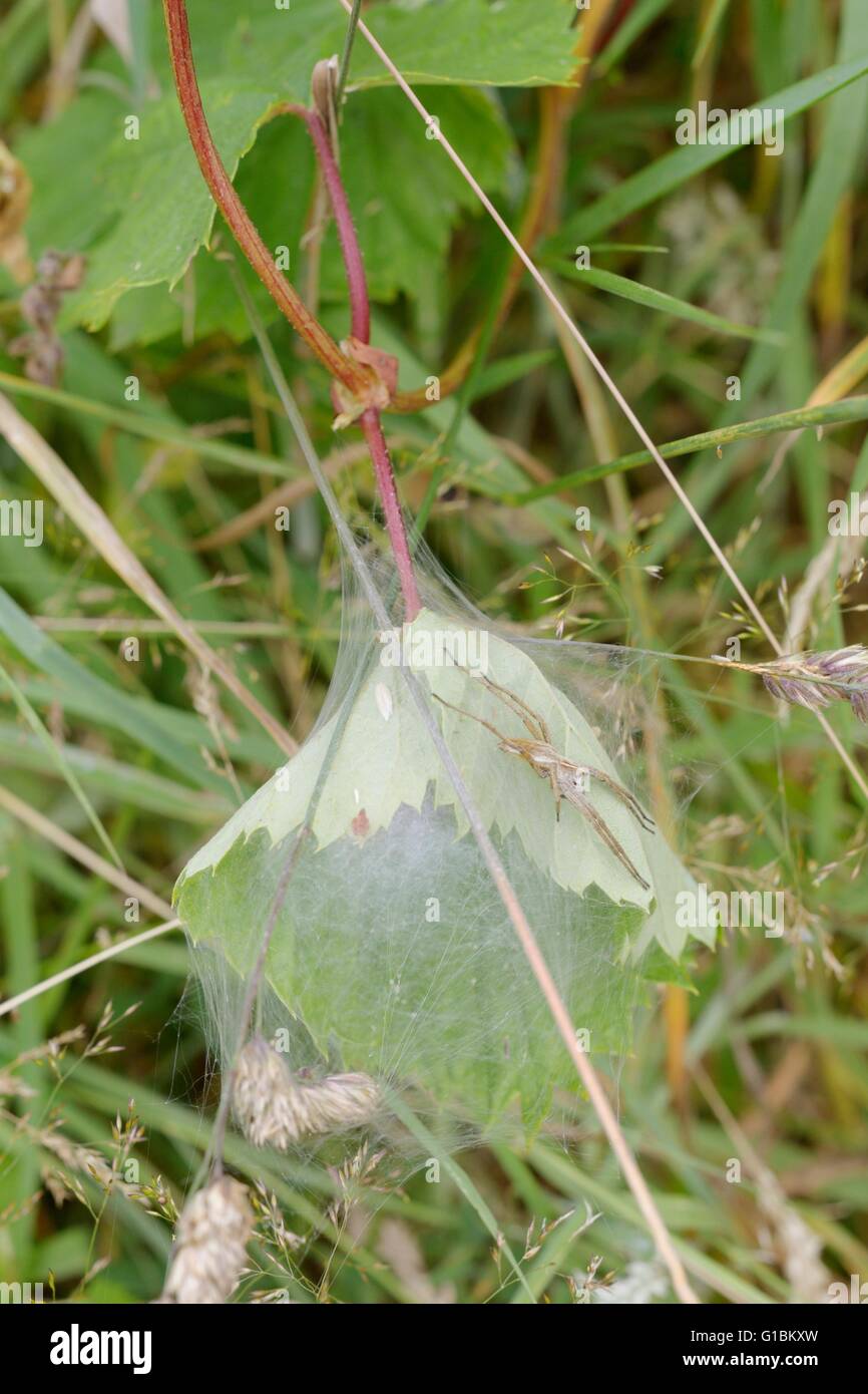 Pisaura mirabilis, garderie avec Spider web pépinière 'web' contenant des oeufs ou des jeunes araignées, Pays de Galles, Royaume-Uni. Banque D'Images