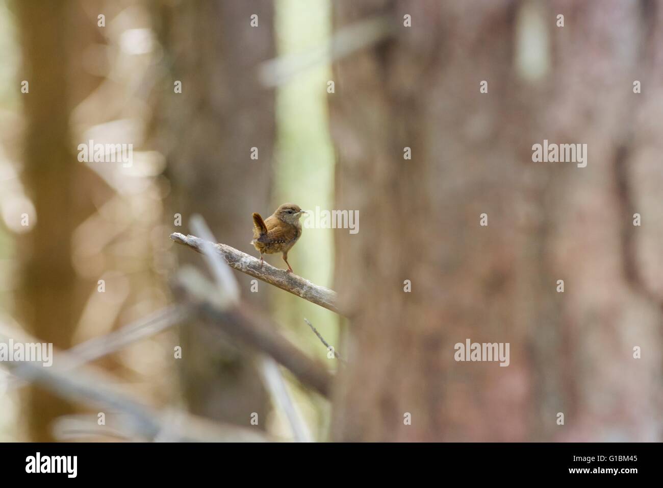 Le Troglodyte mignon, Troglodytes troglodytes, perché au milieu des pins, au Pays de Galles, Royaume-Uni. Banque D'Images