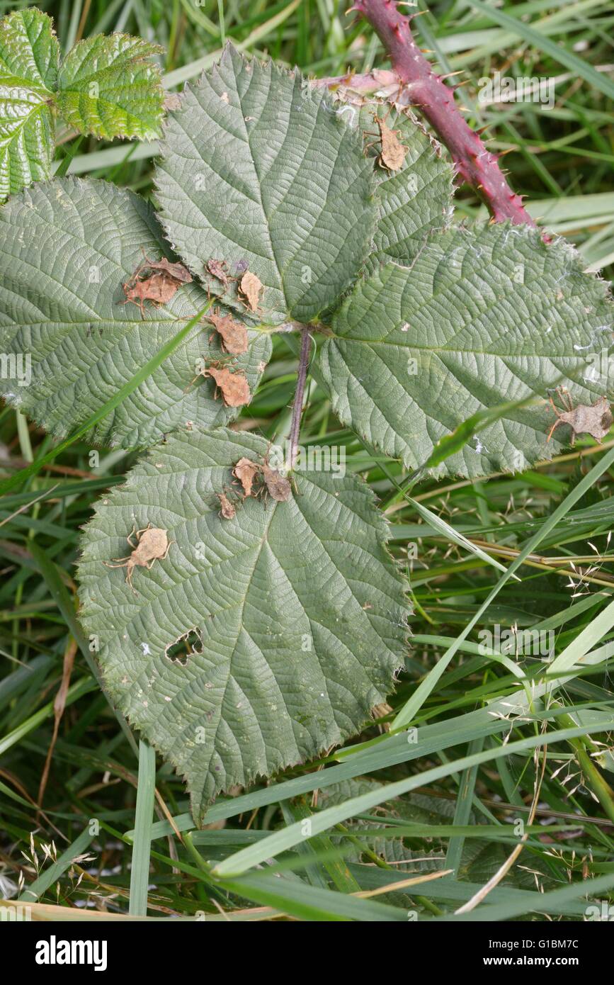 Bug Shield sur collecte les nymphes Bramble feuilles, Galles, Royaume-Uni Banque D'Images
