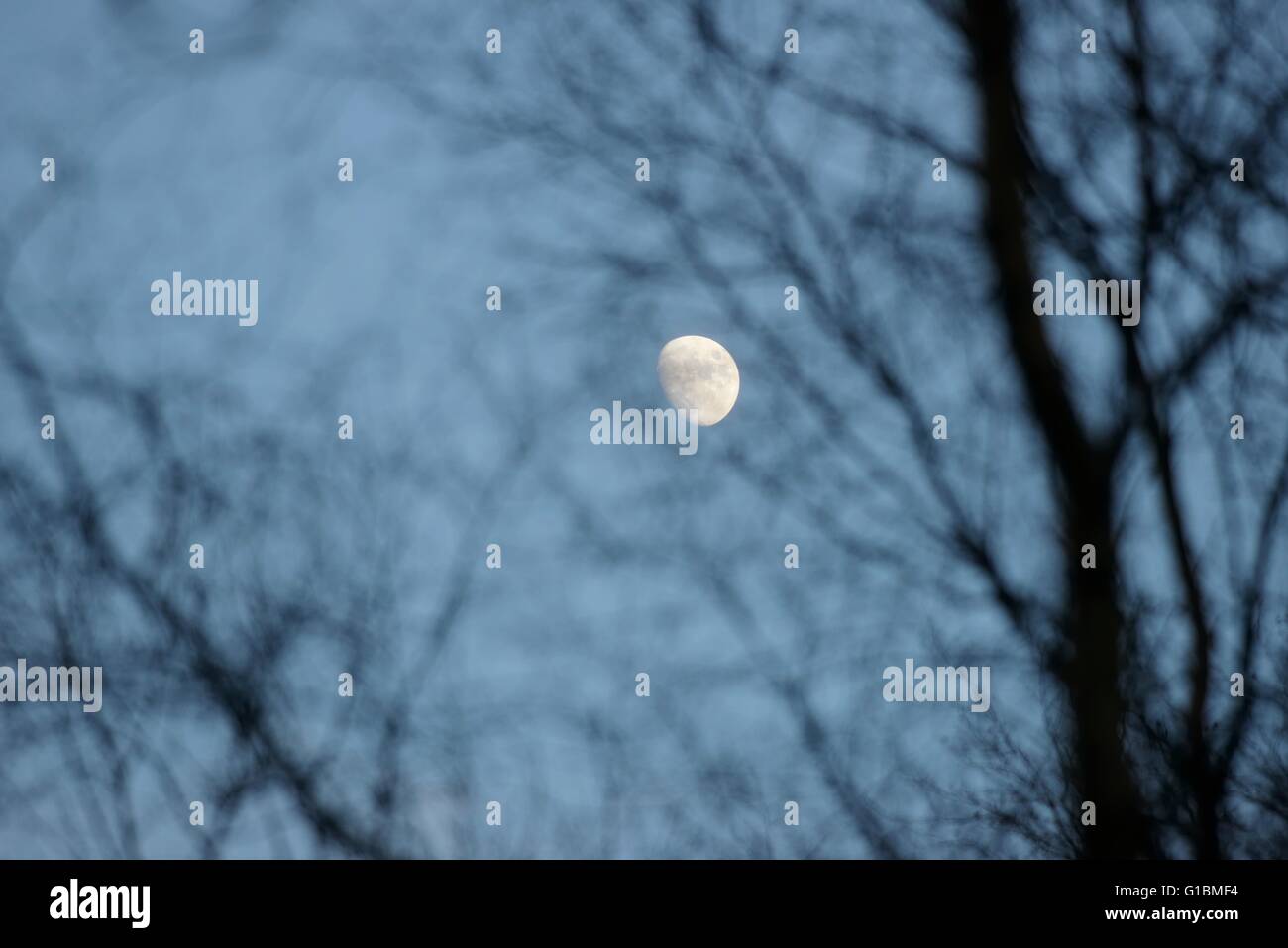 Lune gibbeuse de flou artistique à travers les arbres au crépuscule, Pays de Galles, Royaume-Uni Banque D'Images