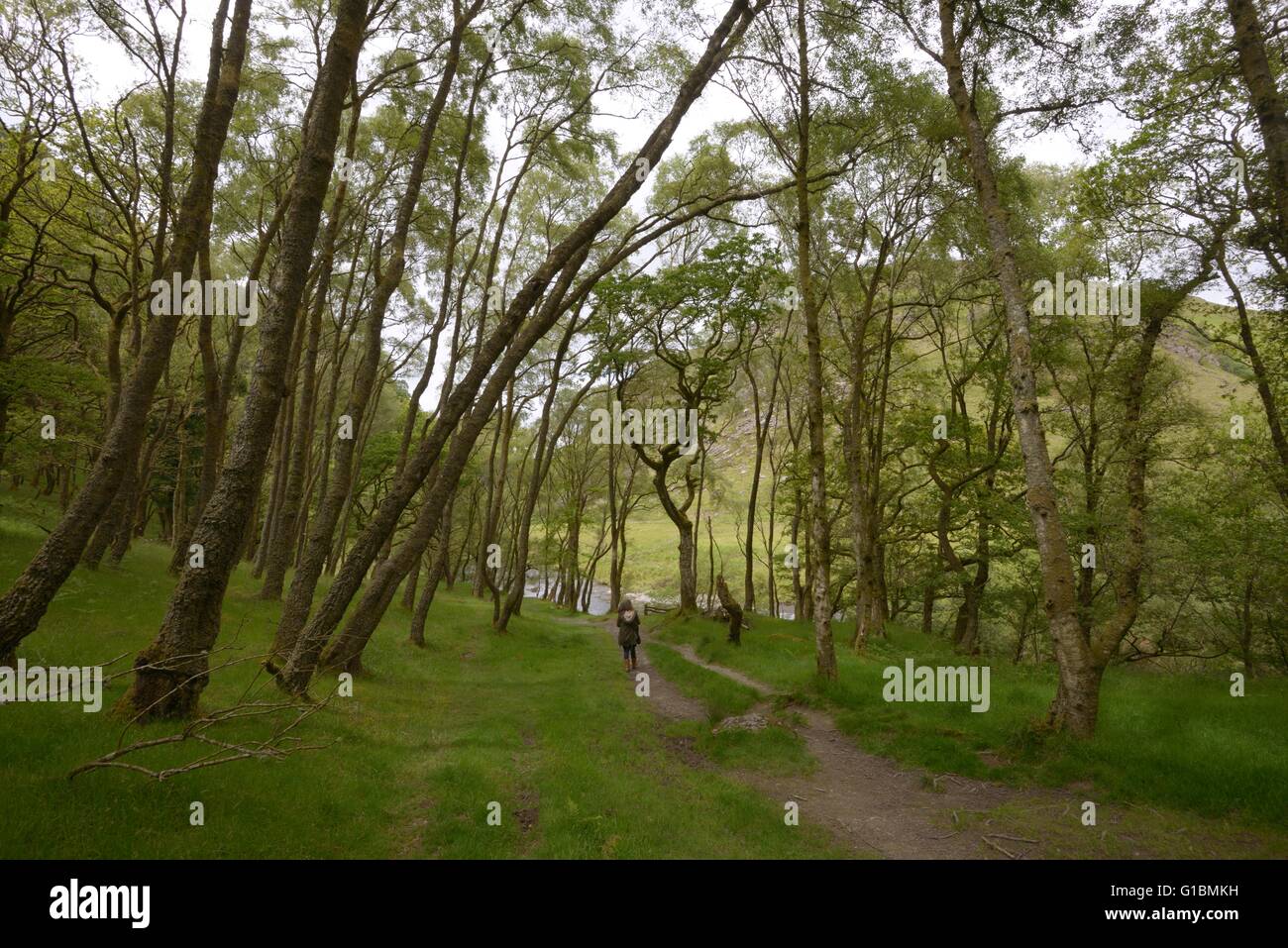 Femme marche sur un chemin à travers les bois de bouleau, Dinas réserve RSPB, Pays de Galles, Royaume-Uni Banque D'Images