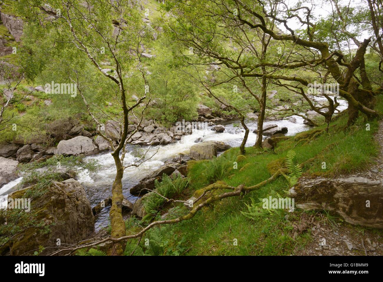 La rivière Tywi, Dinas à réserve RSPB, Pays de Galles, Royaume-Uni. Banque D'Images