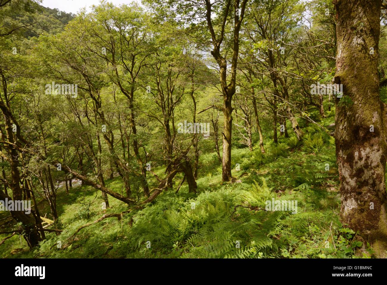 Forêt de chênes sessiles matures à Dinas RSPB réserver au Pays de Galles, Royaume-Uni Banque D'Images