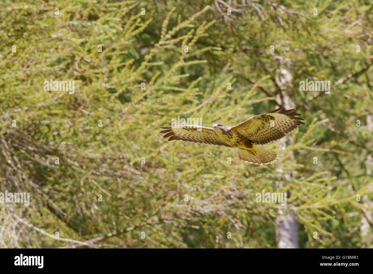 Buzzard, Buteo buteo en vol, Pays de Galles, Royaume-Uni Banque D'Images