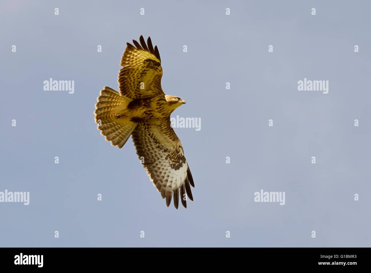 Buzzard, Buteo buteo en vol, Pays de Galles, Royaume-Uni Banque D'Images