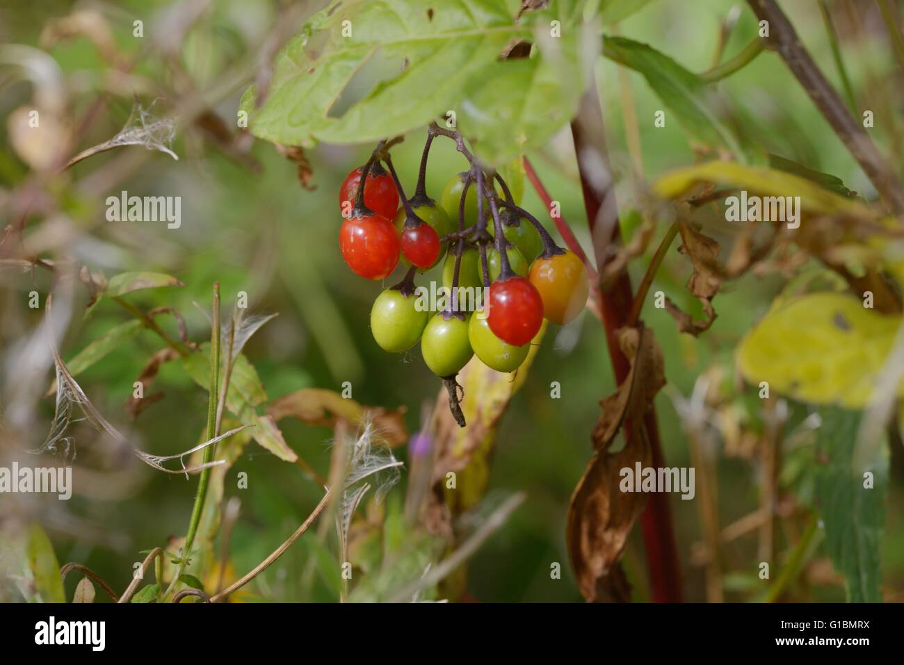 La morelle douce-amère ou Woody, Solanum dulcumara les baies, Galles, Royaume-Uni Banque D'Images