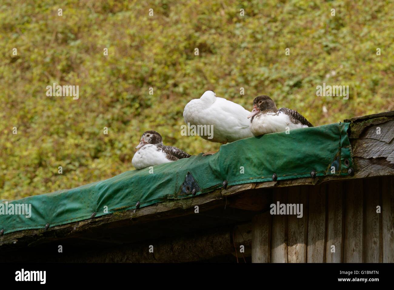 Les canards de Barbarie ou de barbarie au sommet d'un toit en appentis, Pays de Galles, Royaume-Uni Banque D'Images
