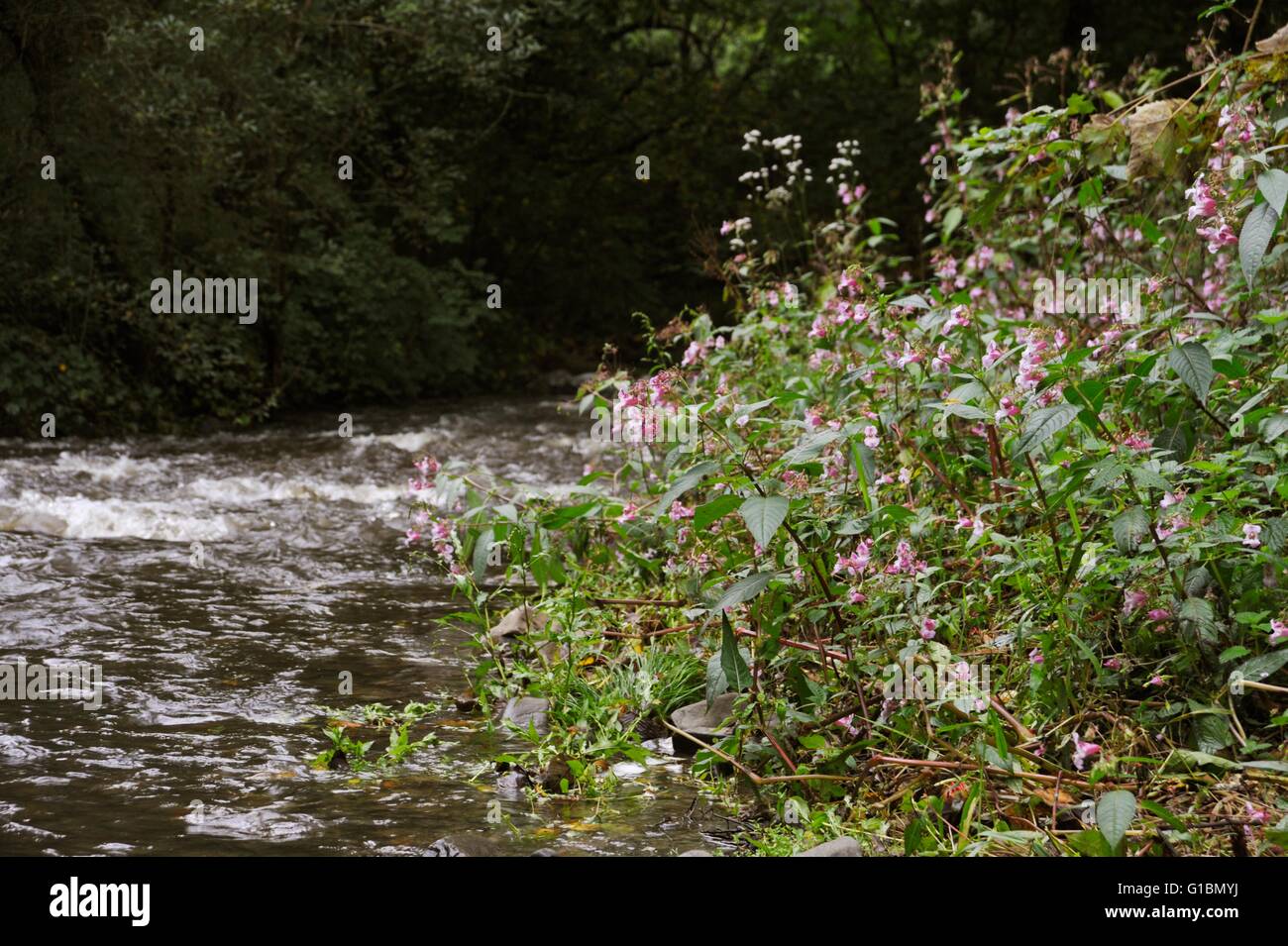 Un peuplement de sapin baumier, de l'himalaya Impatiens glandulifera, rivière Wyre, Wales, UK Banque D'Images