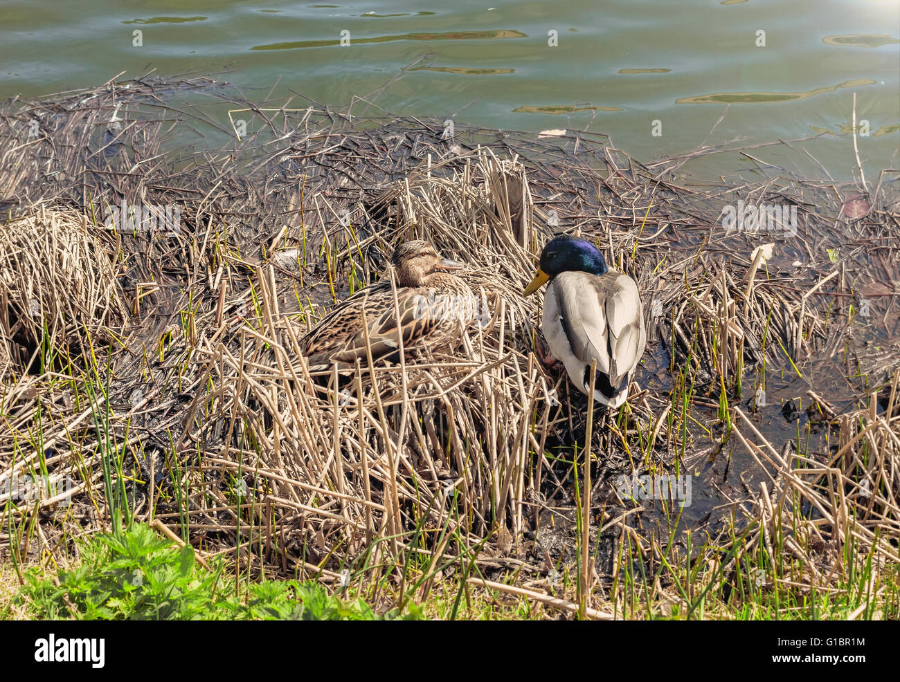 Drake et canard près de l'eau aux beaux jours Banque D'Images