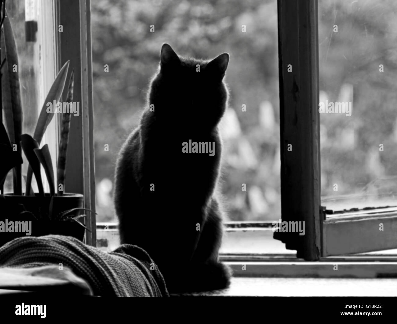 Silhouette de chat sur la fenêtre en noir et blanc Banque D'Images