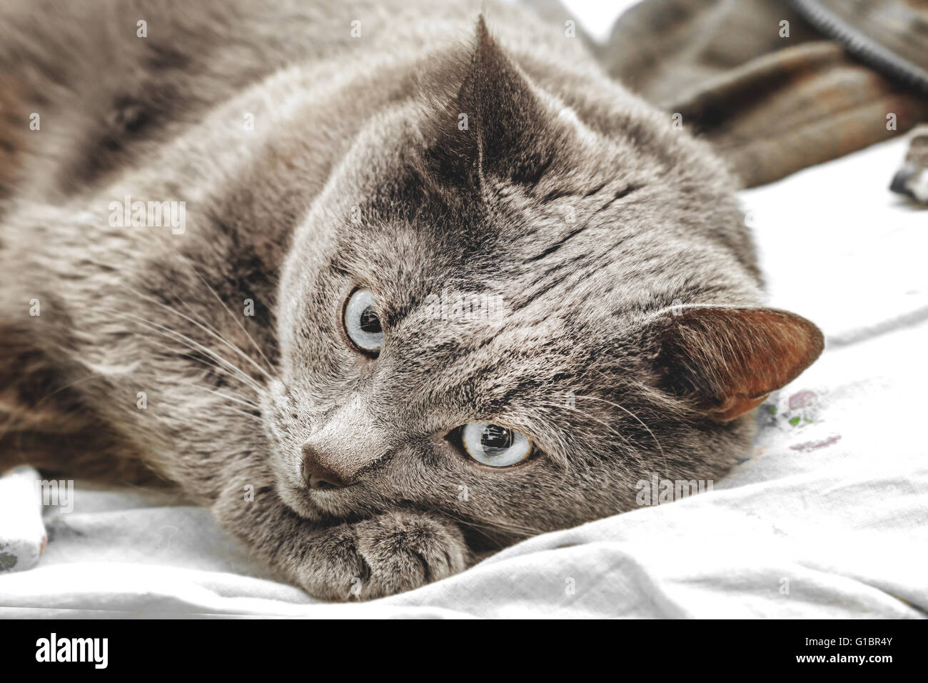 Chat Gris Aux Yeux Bleus Banque De Photographies Et D images Haute chat-gris-aux-yeux-bleus-banque-de-photographies-et-d-images-haute