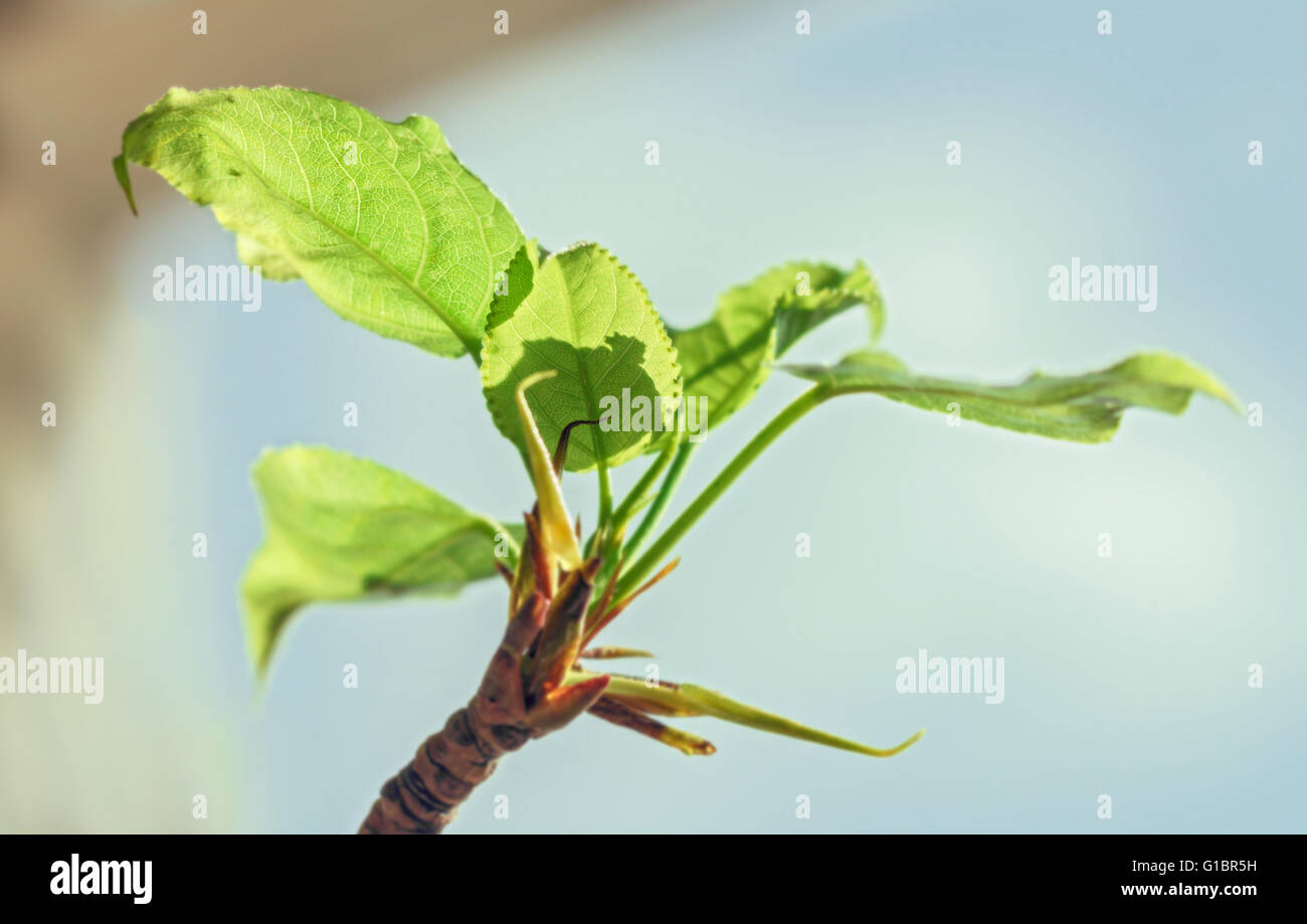 Belle fraîcheur vert printemps les jeunes feuilles au matin ensoleillé Banque D'Images