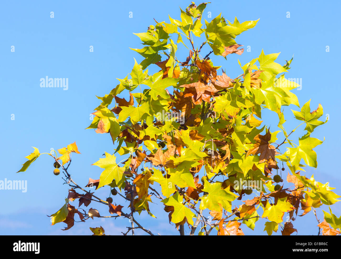 Feuilles vertes et jaunes au début de l'automne Banque D'Images