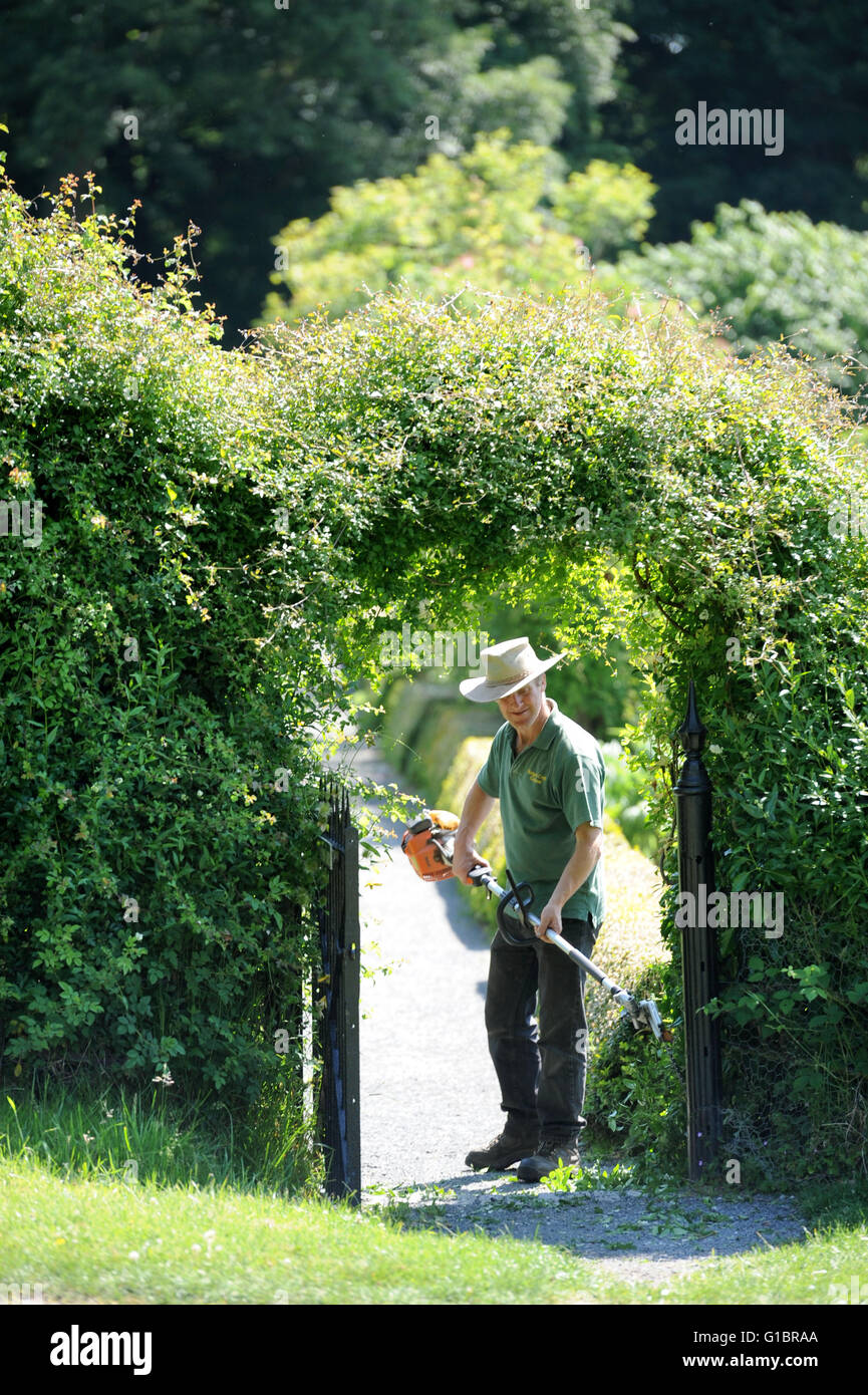 Un jardinier utilise un strimmer de réduire un fort frontière sous une couverture Clematis arch dans un jardin Anglais UK Banque D'Images