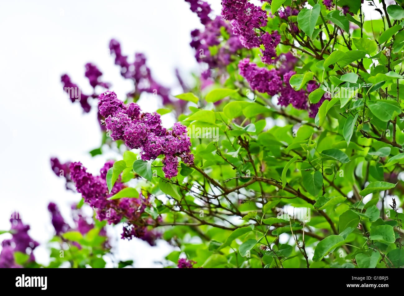 Fleurs lilas lilas en fleurs sur la branche d'arbre en début de printemps Banque D'Images