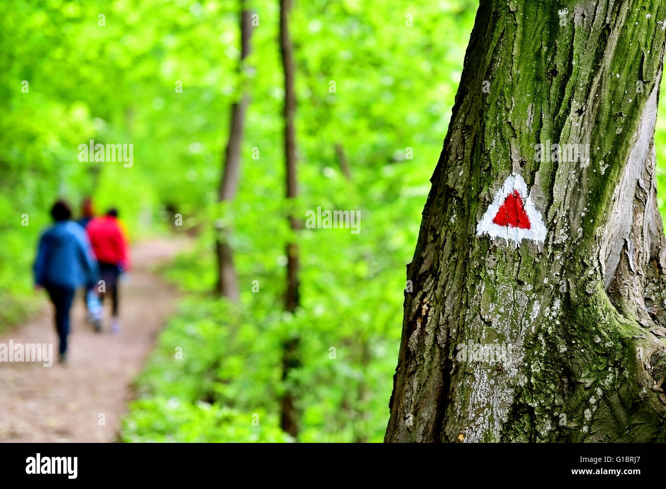 Randonnées triangle rouge marque de peinture sur un arbre avec un randonneur sur le sentier Banque D'Images