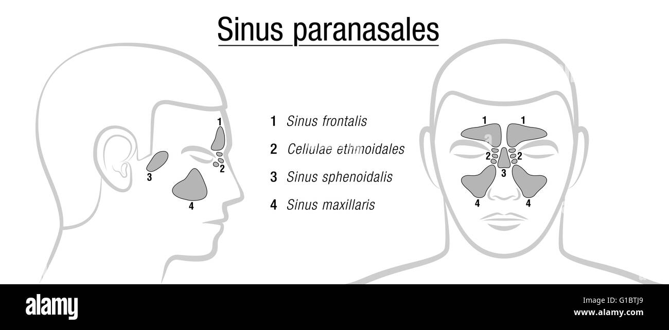 Sinus paranasaux - termes latins ! Illustration sur fond blanc. Banque D'Images
