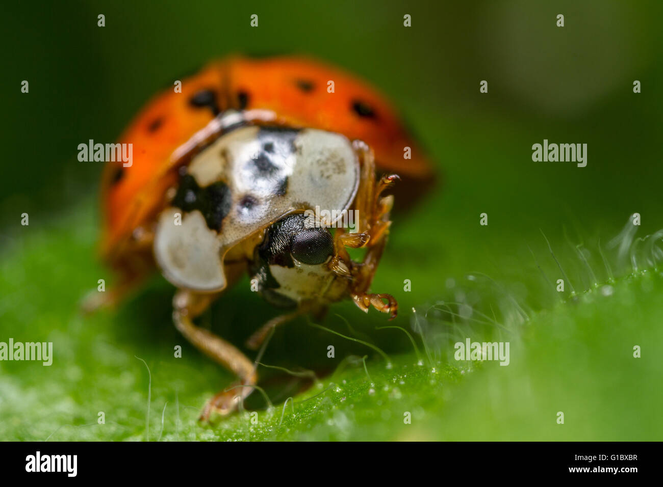 Coccinelle arlequin Harmonia (axyrdis) sur la tête Banque D'Images