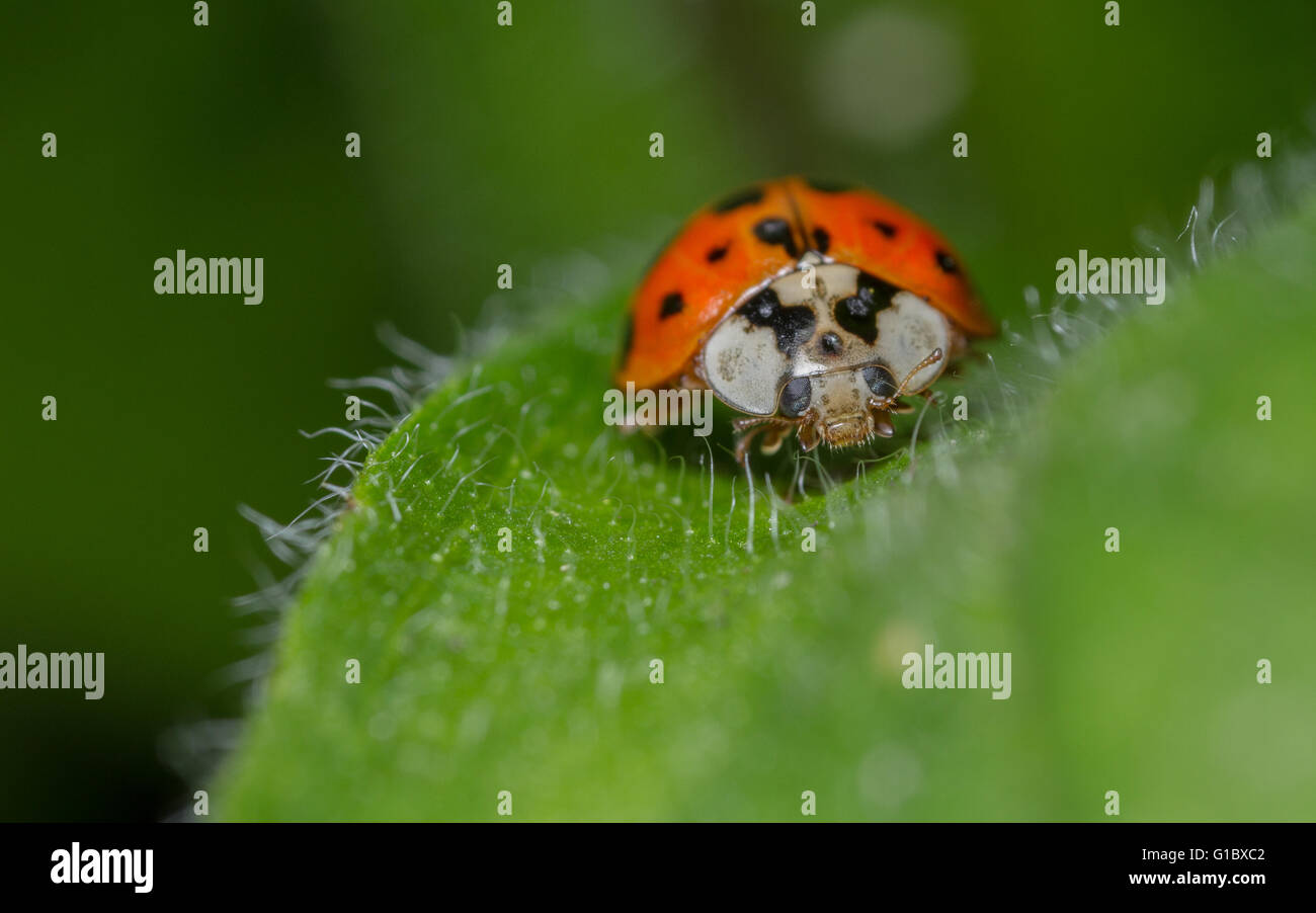 Coccinelle arlequin Harmonia (axyrdis) sur la tête Banque D'Images