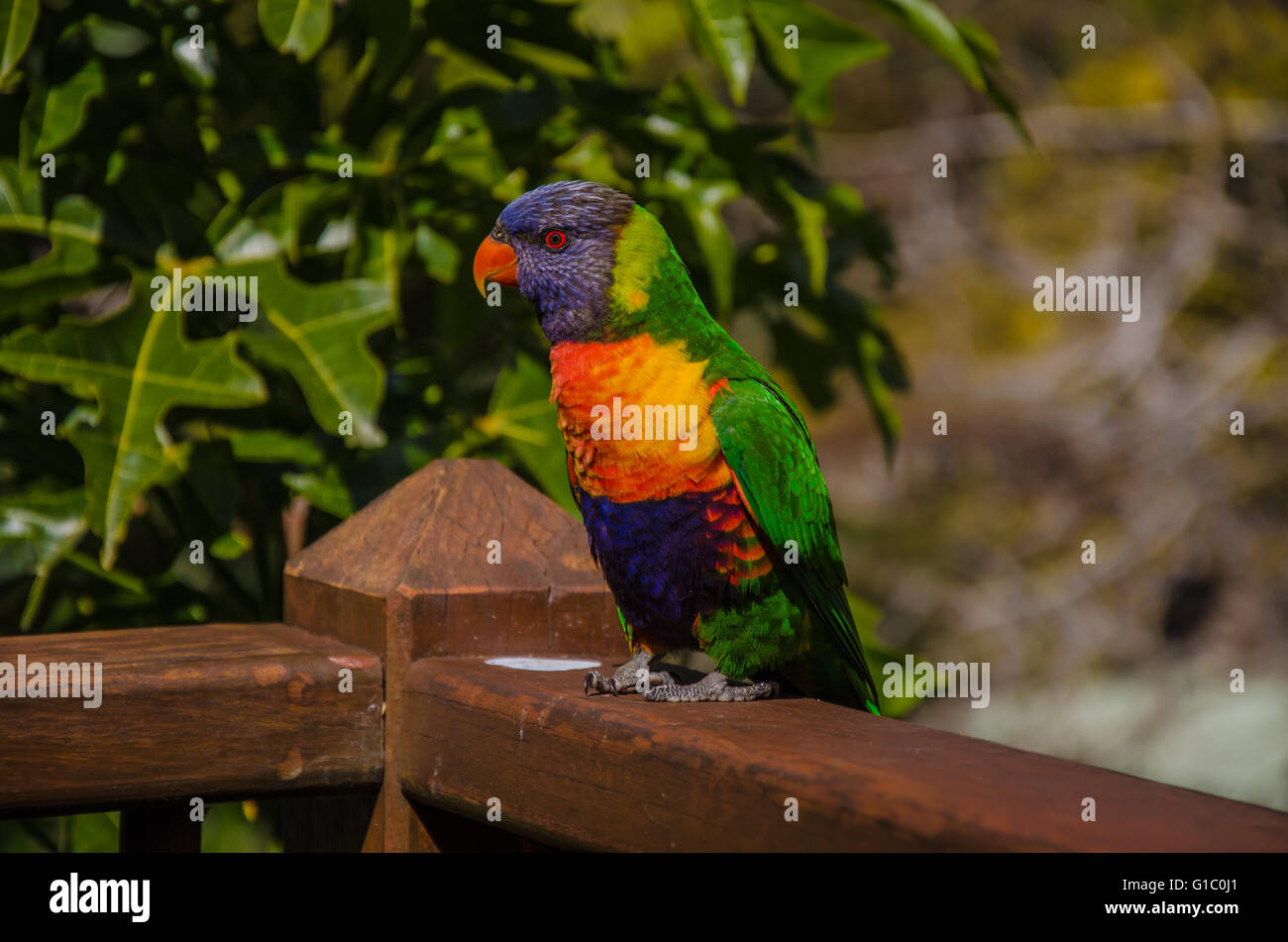 Rainbow lorikeet sur une clôture. Banque D'Images