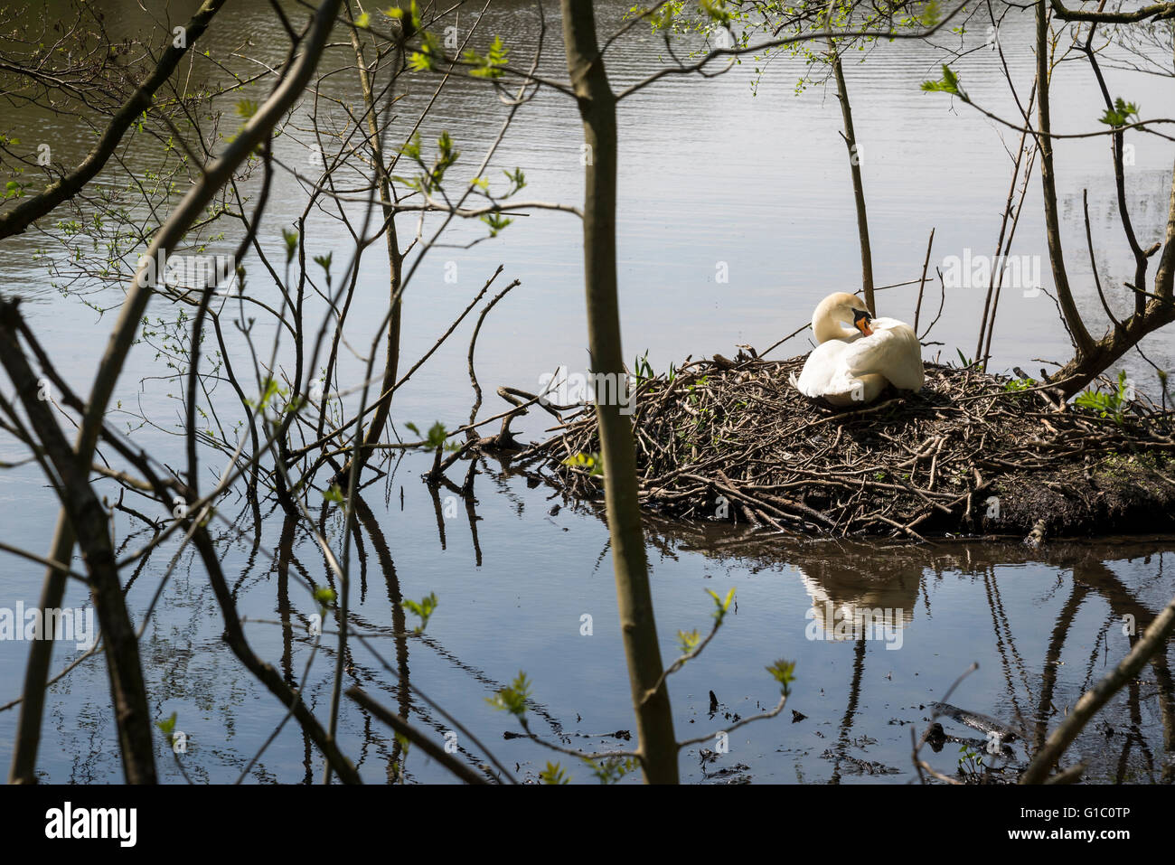 Swan assise sur un nid à la fût piscine à Etherow country park, Stockport, Angleterre. Banque D'Images