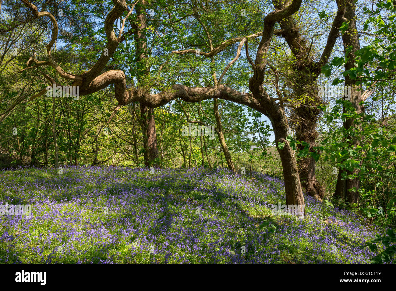 Un chêne pédonculé bough atteindre plus de masses de jacinthes des bois dans un anglais au printemps. Banque D'Images