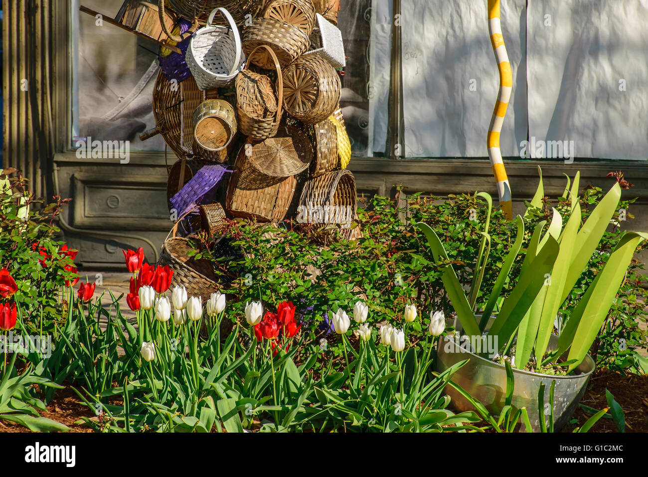Paniers tissés liés autour d'un arbre avec un lit de tulipes rouge et blanc en fleur. Banque D'Images