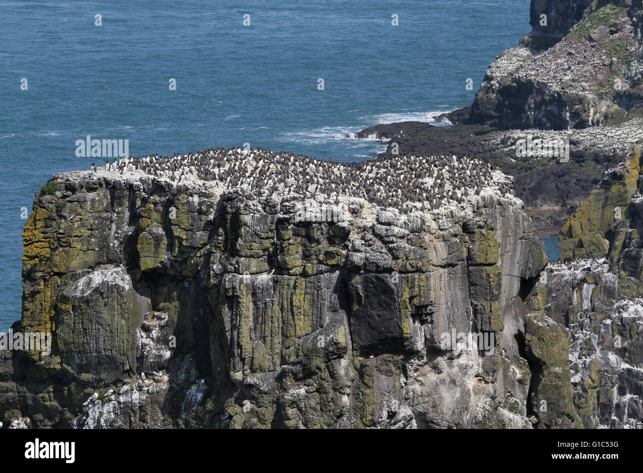 UK - colonie d'oiseaux de guillemots nichant sur pile côtières, RSPB Rathlin Phare Ouest Seabird Centre sur l'île de Rathlin, comté d'Antrim, en Irlande du Nord. Banque D'Images