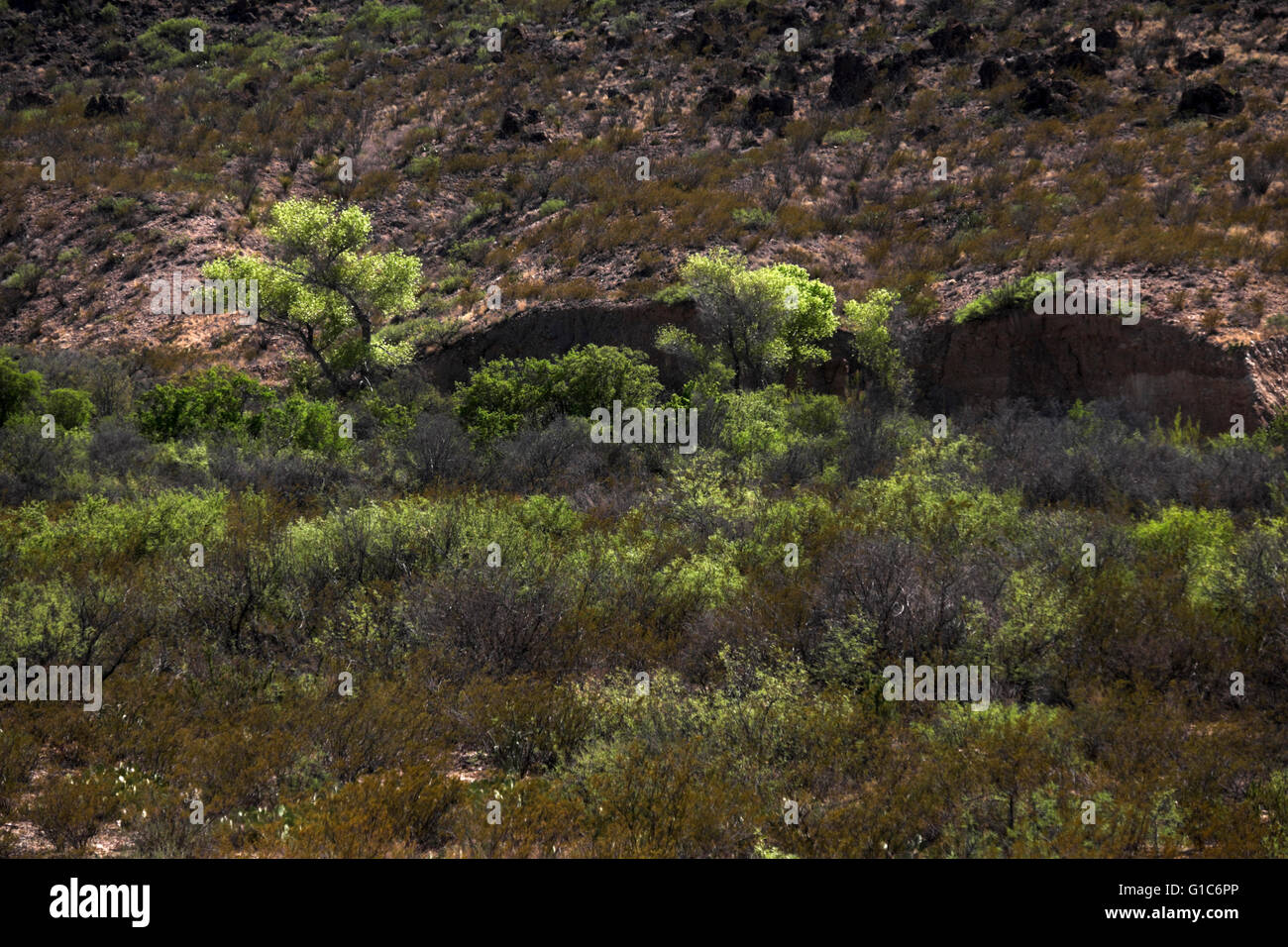 Cèdre du sel, les mesquites et capture la créosote en fin d'après-midi du soleil à Big Bend National Park, Texas. Banque D'Images