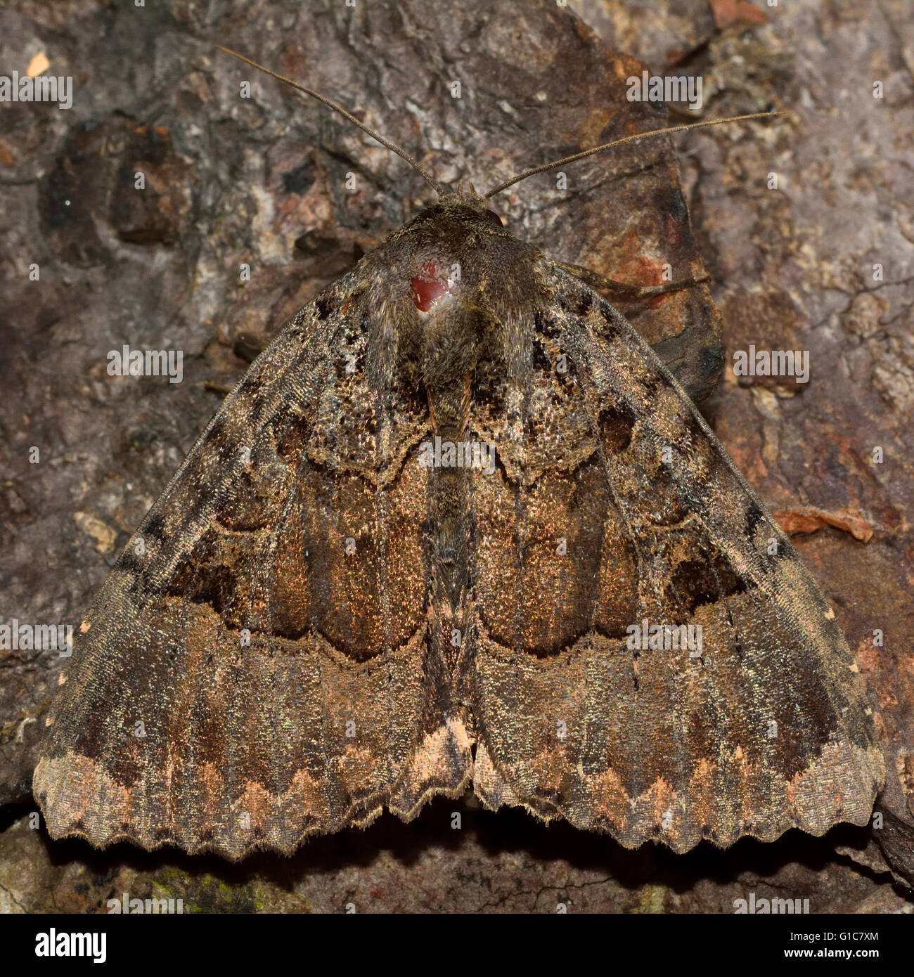 La vieille dame (Mormo maura). Dans l'insecte de la famille des Noctuidae, le plus grand de la famille de papillons Banque D'Images