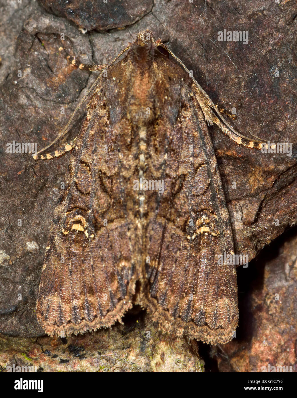 Espèce rustique Flounced (Luperina testacea). Dans l'insecte de la famille des Noctuidae, le plus grand de la famille de papillons Banque D'Images