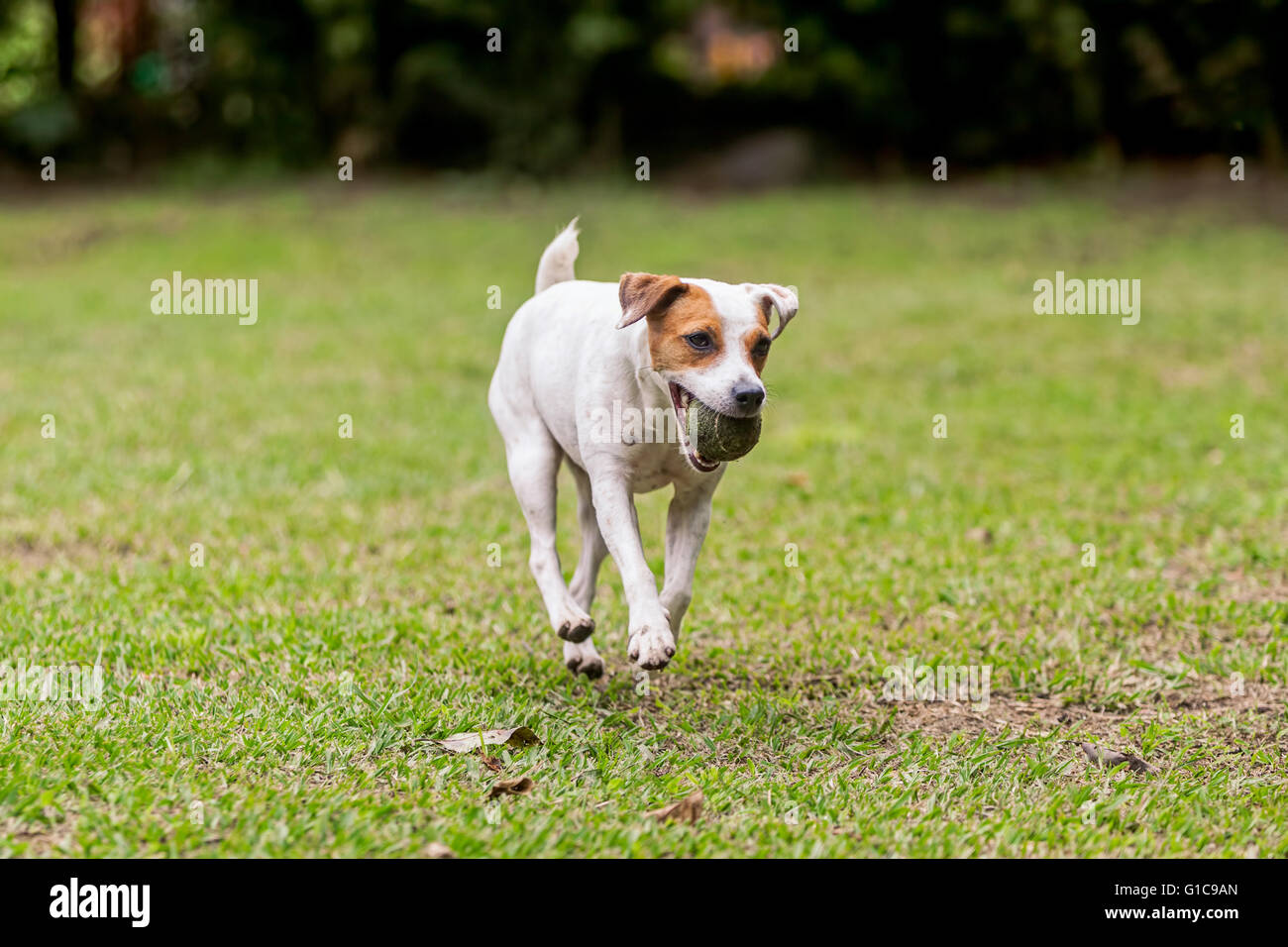 Jack Russell Terrier chien de race pure s'exécute, sauts et joue avec sa balle préférée Banque D'Images