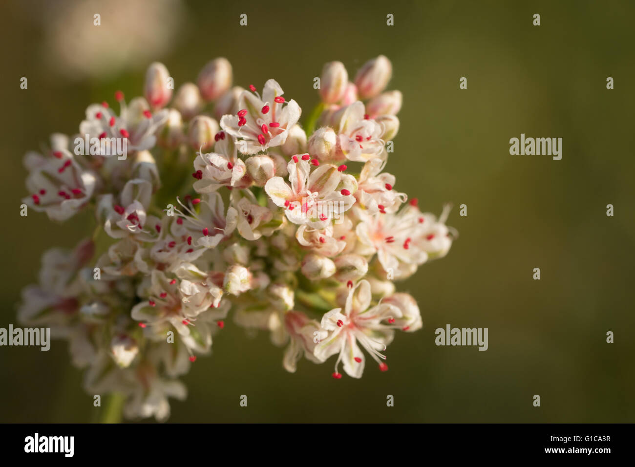 Californie Le sarrasin de fleurs à pétales blancs et des étamines rouge Banque D'Images