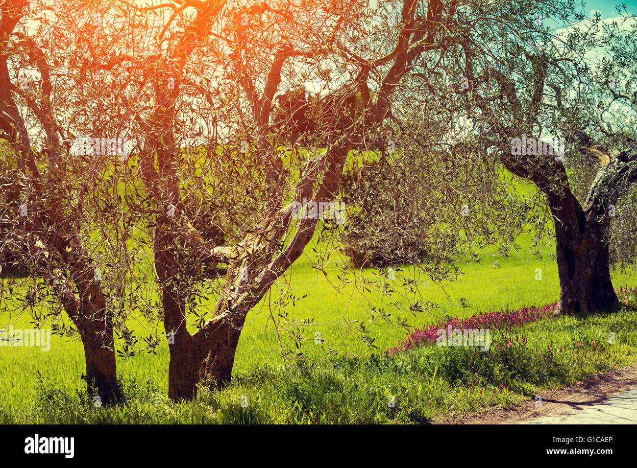 L'olivier en journée ensoleillée, Tuskany, Italie Banque D'Images