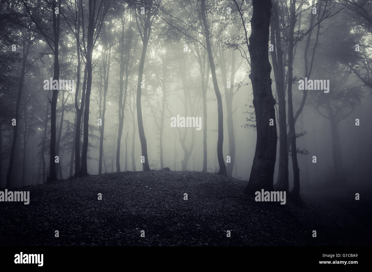 Forêt sombre dans le brouillard Banque D'Images
