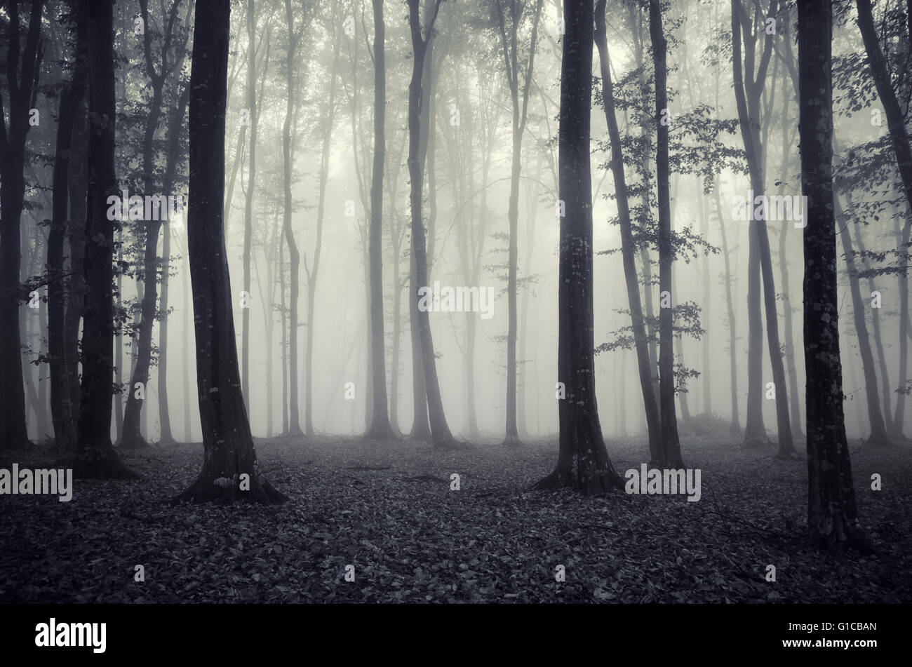 Forêt sombre dans le brouillard Banque D'Images