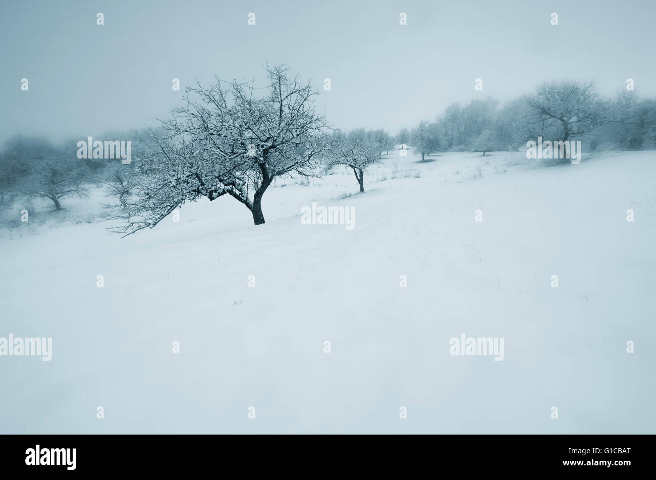 Un minimum d'hiver paysage avec des arbres et de la neige Banque D'Images