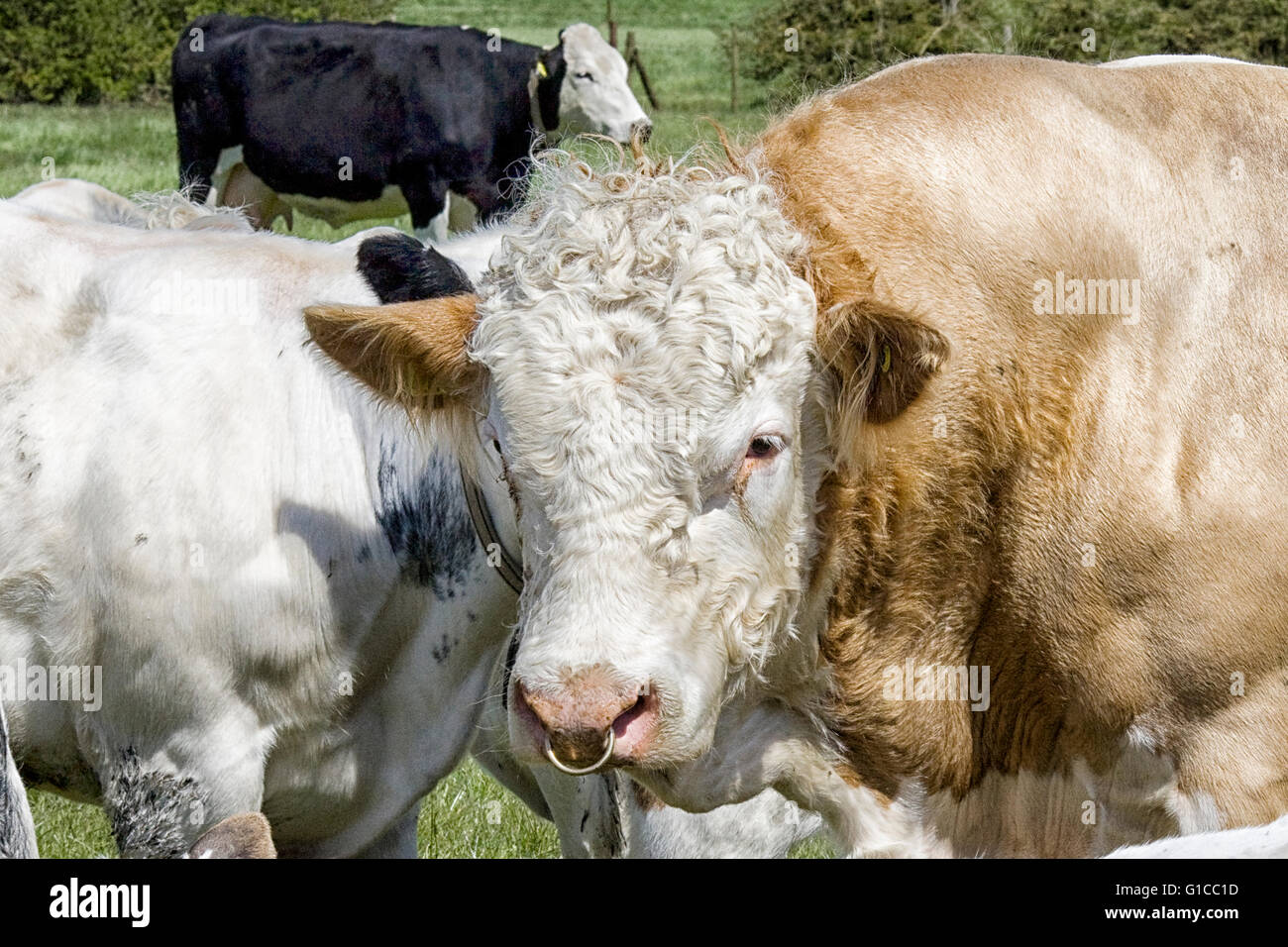 Taureau Charolais avec un anneau dans le nez Banque D'Images