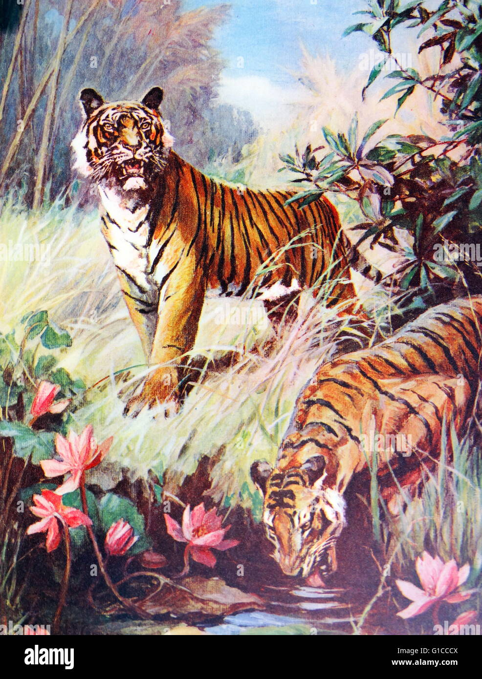 Children's book illustration de deux tigres du Bengale à un point d'eau en Inde vers 1930 Banque D'Images