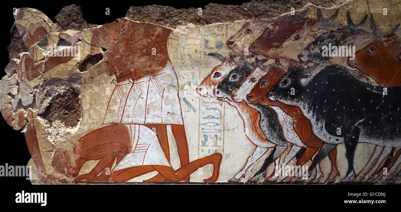 Des scènes de la tombe de Nebamun, un fonctionnaire scribe et comptable des grains du nouveau royaume. 1700 BC Banque D'Images