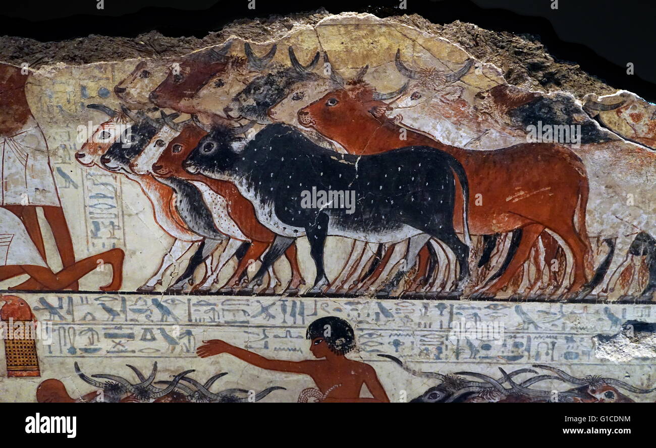 Des scènes de la tombe de Nebamun, un fonctionnaire scribe et comptable des grains du nouveau royaume. 1700 BC Banque D'Images