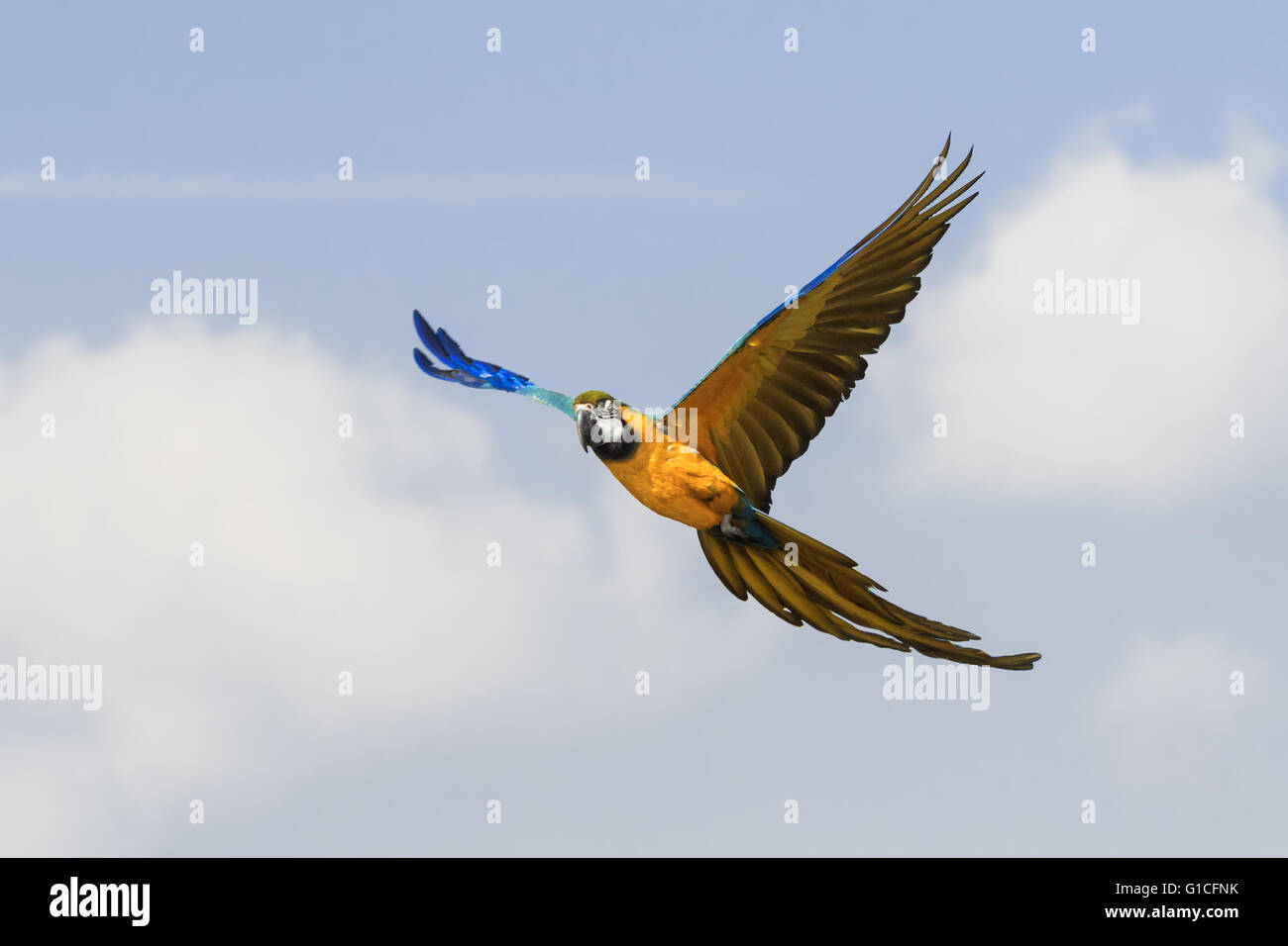 Ara bleu et jaune avec des ailes de vol sur l'optimiste Banque D'Images