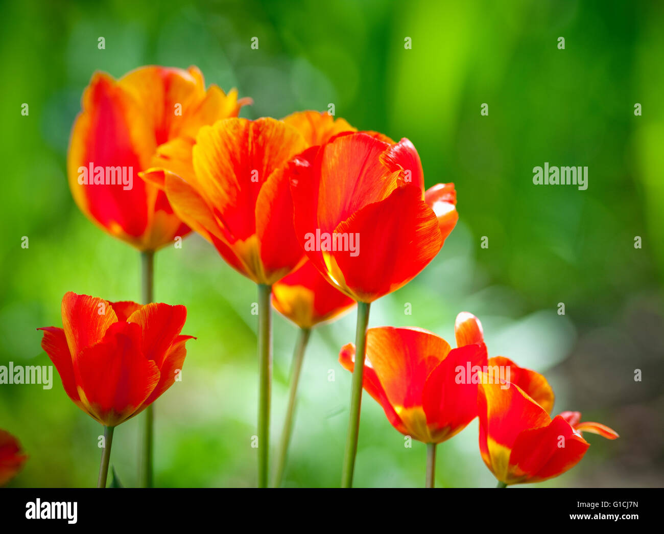 Gros plan du Tulip fleur à fleurir au printemps Banque D'Images