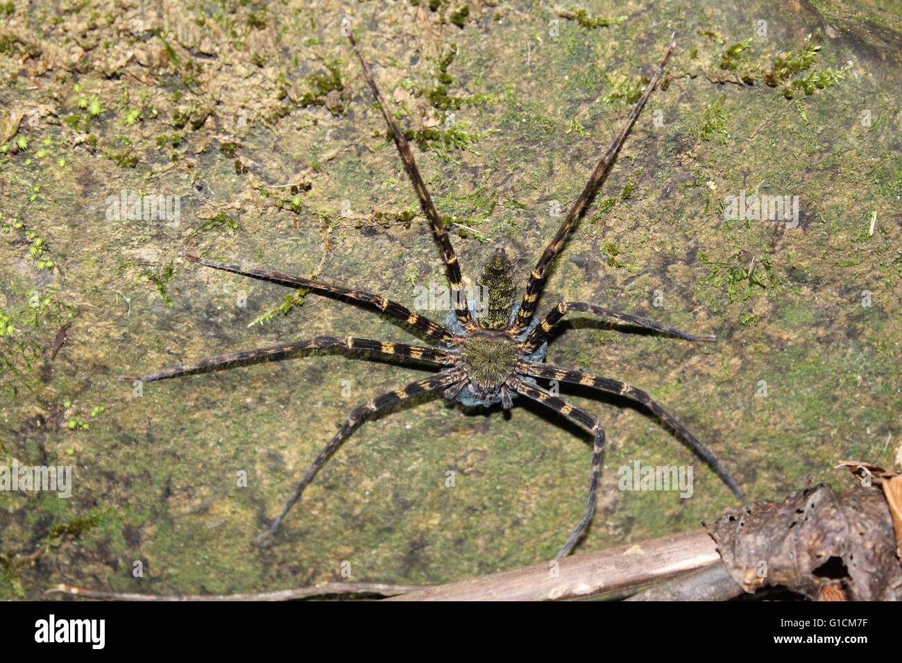 Une grande araignée protégeant ses oeufs dans le monde perdu de Sabah Banque D'Images