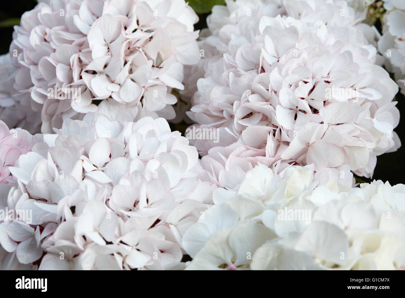 Hortensia blanc fleurs texture background Banque D'Images
