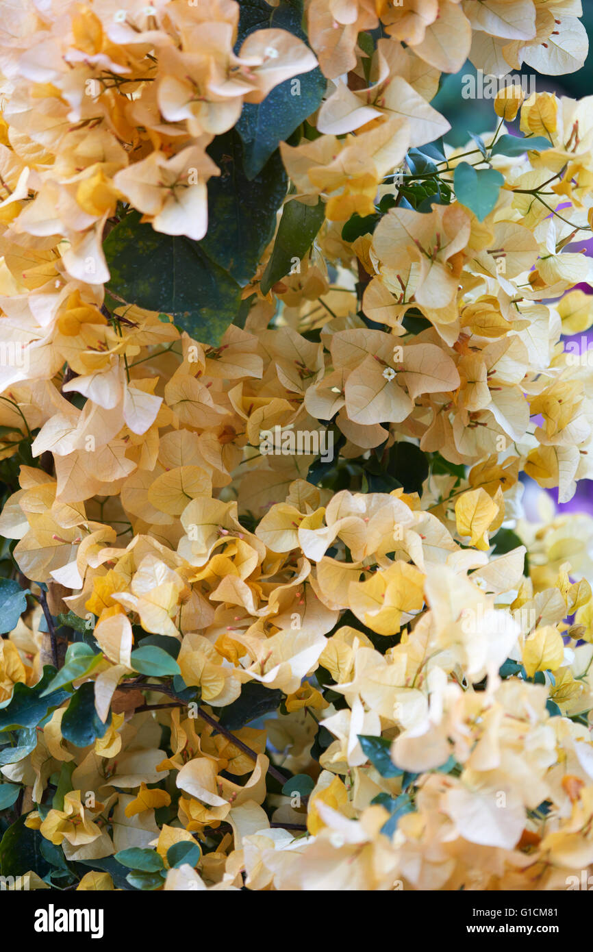 Bougainvilliers, fleurs jaune texture background Banque D'Images